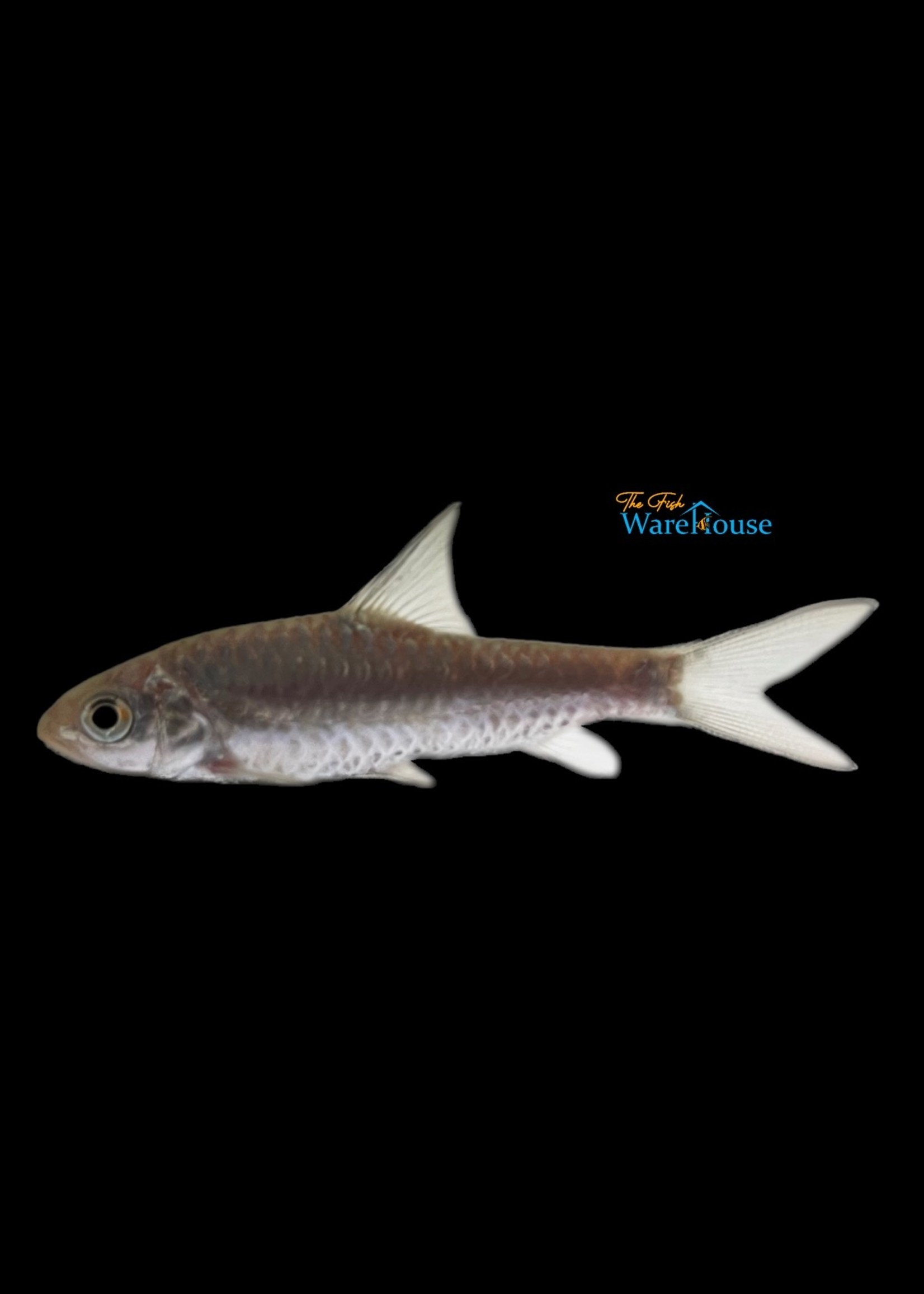 Neolissochilus hexagonolepis