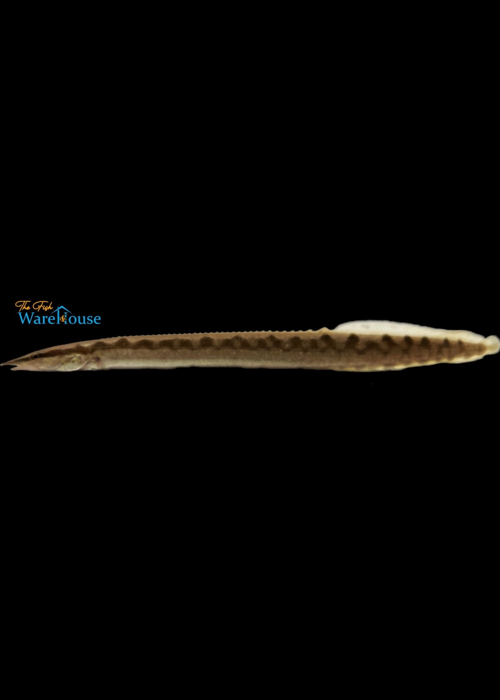 Malabaricus Spiny Eel (Mastacembelus malabaricus)