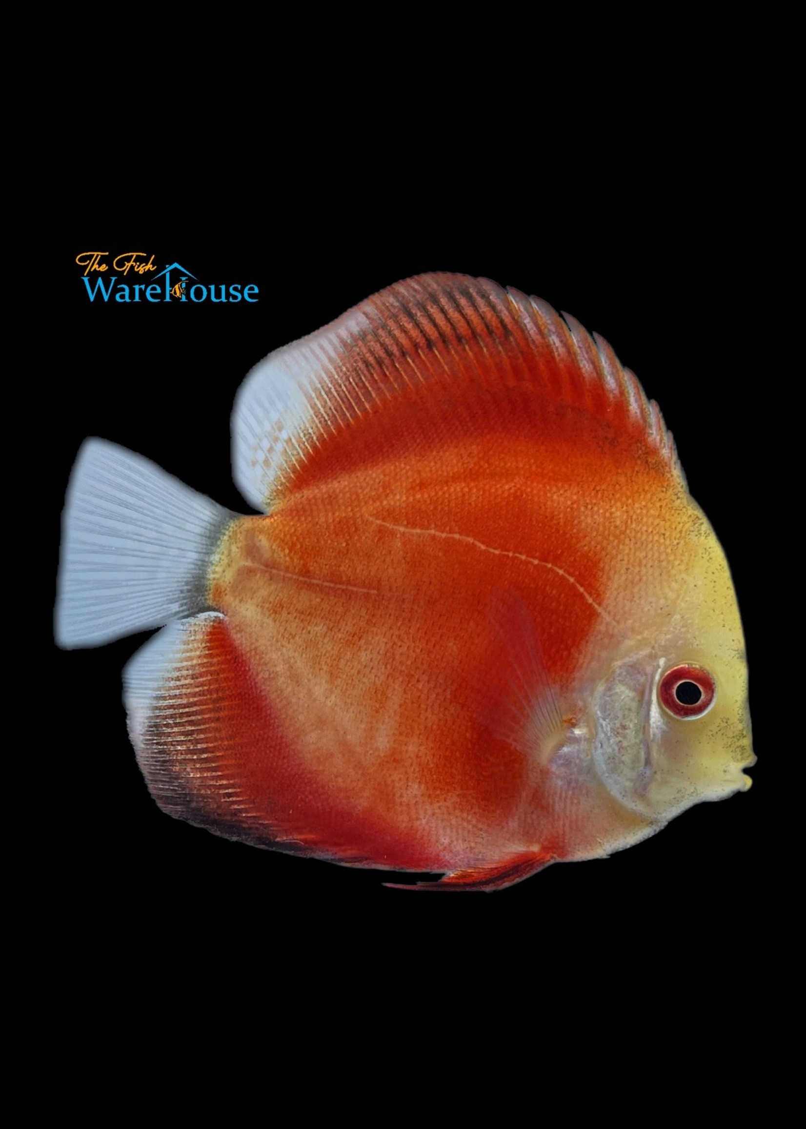 Red Melon Discus (Symphysodon aequifasciatus) The Fish Warehouse