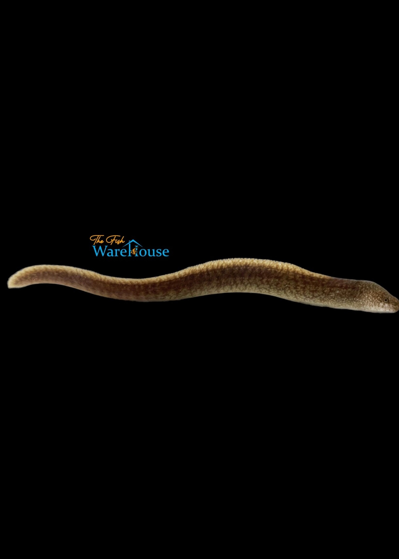 Highfin Moray Eel (Gymnothorax pseudothyrsoideus)