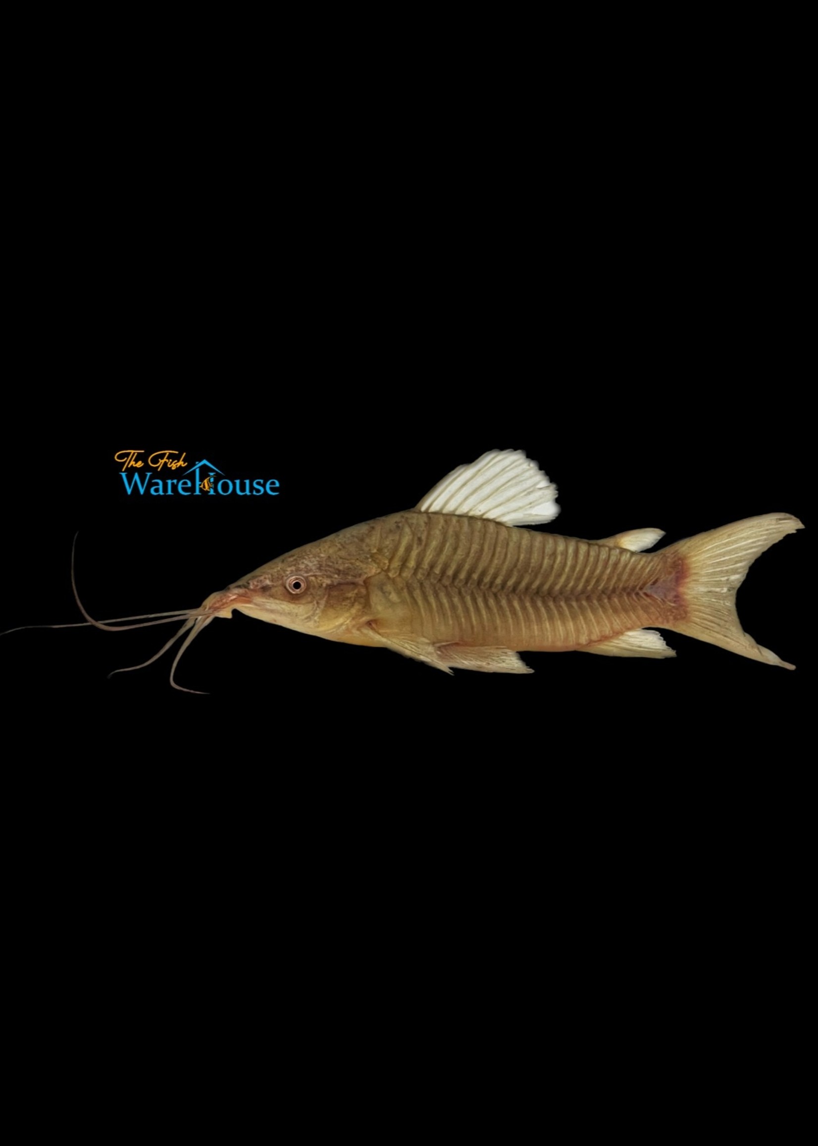 Hoplo Catfish (Hoplosternum littorale)