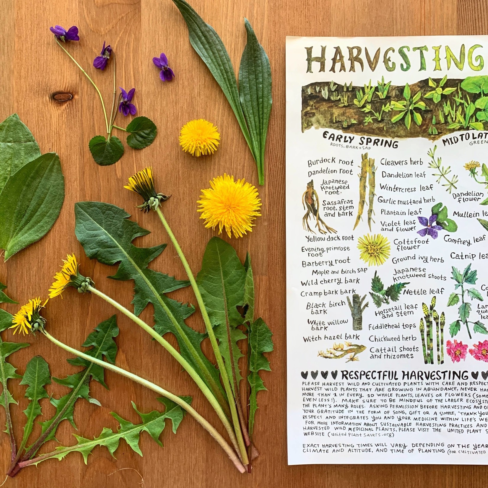 Harvesting and Wildcrafting Calendar