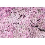 Peter Pauper Press Boxed Note Cards: Cherry Blossoms