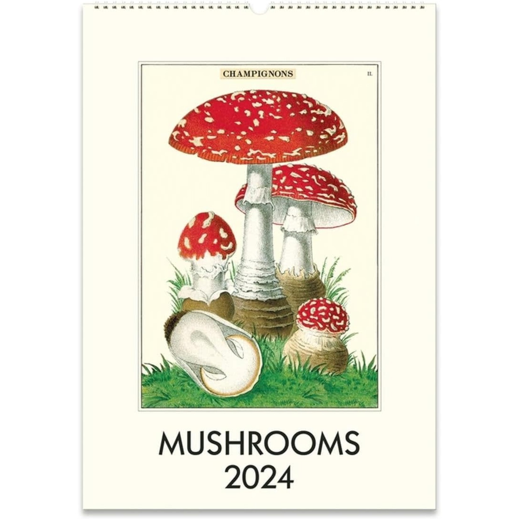 Mushrooms Wall Calendar 2024
