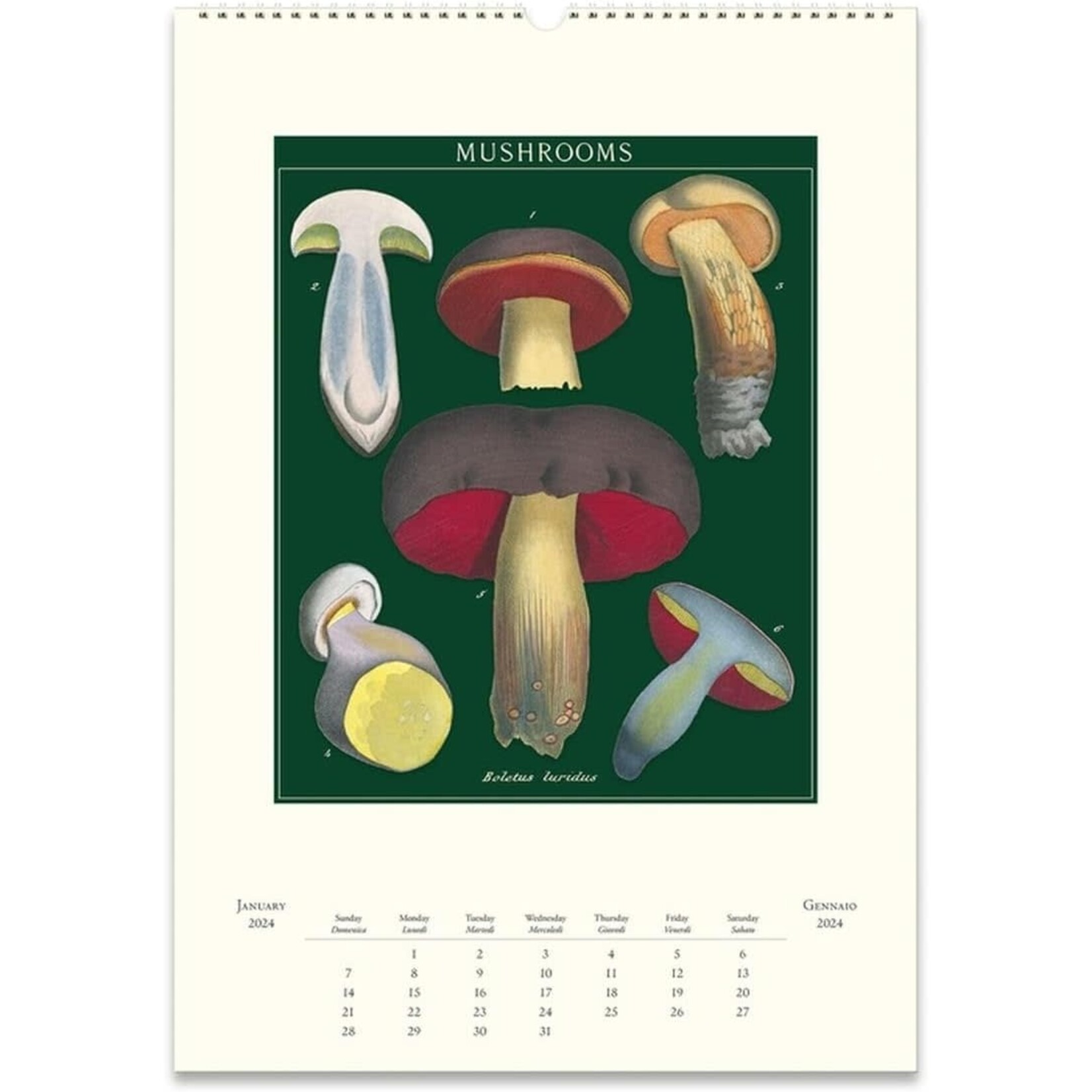 Mushrooms Wall Calendar 2024 Maxima Gift and Book Center