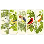 Birdsong - Bookmarks - Set of 5