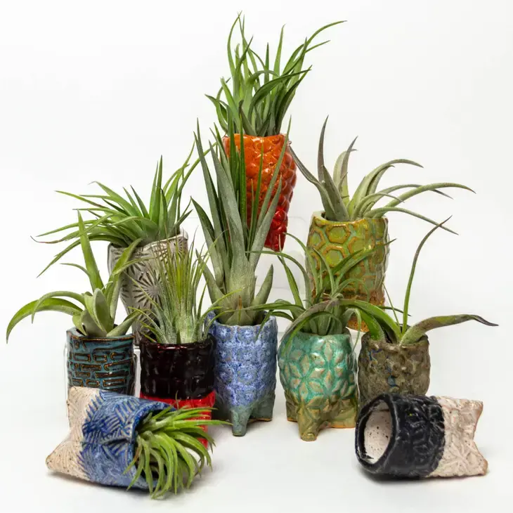 WSCAIRPLANT - Maxima Gift and Book Center