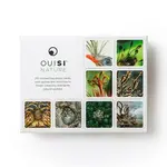 OuiSi Nature: Games of Visual Connection