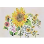 Peter Pauper Press Watercolor Sunflower Boxed Note Cards