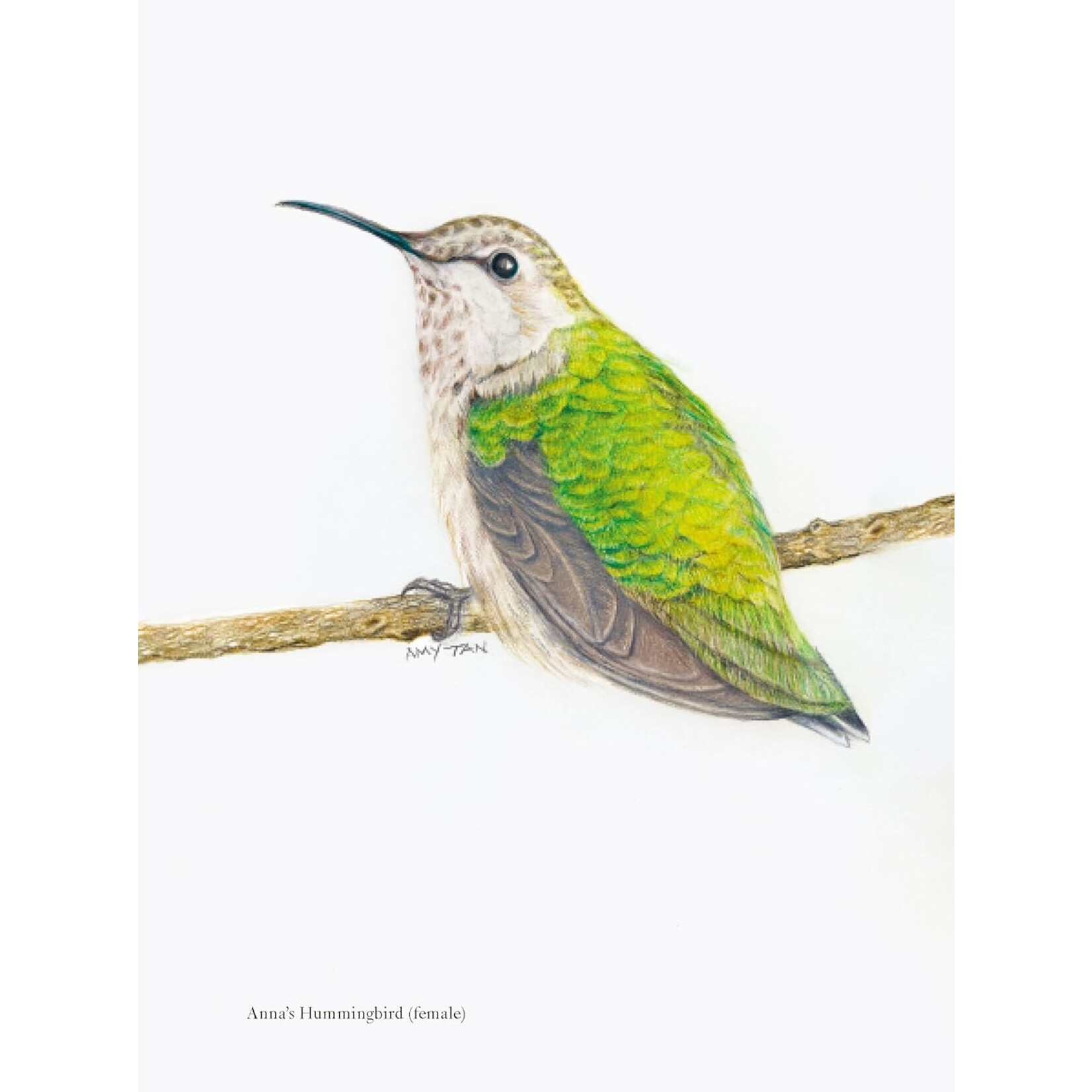 The Backyard Bird Chronicles