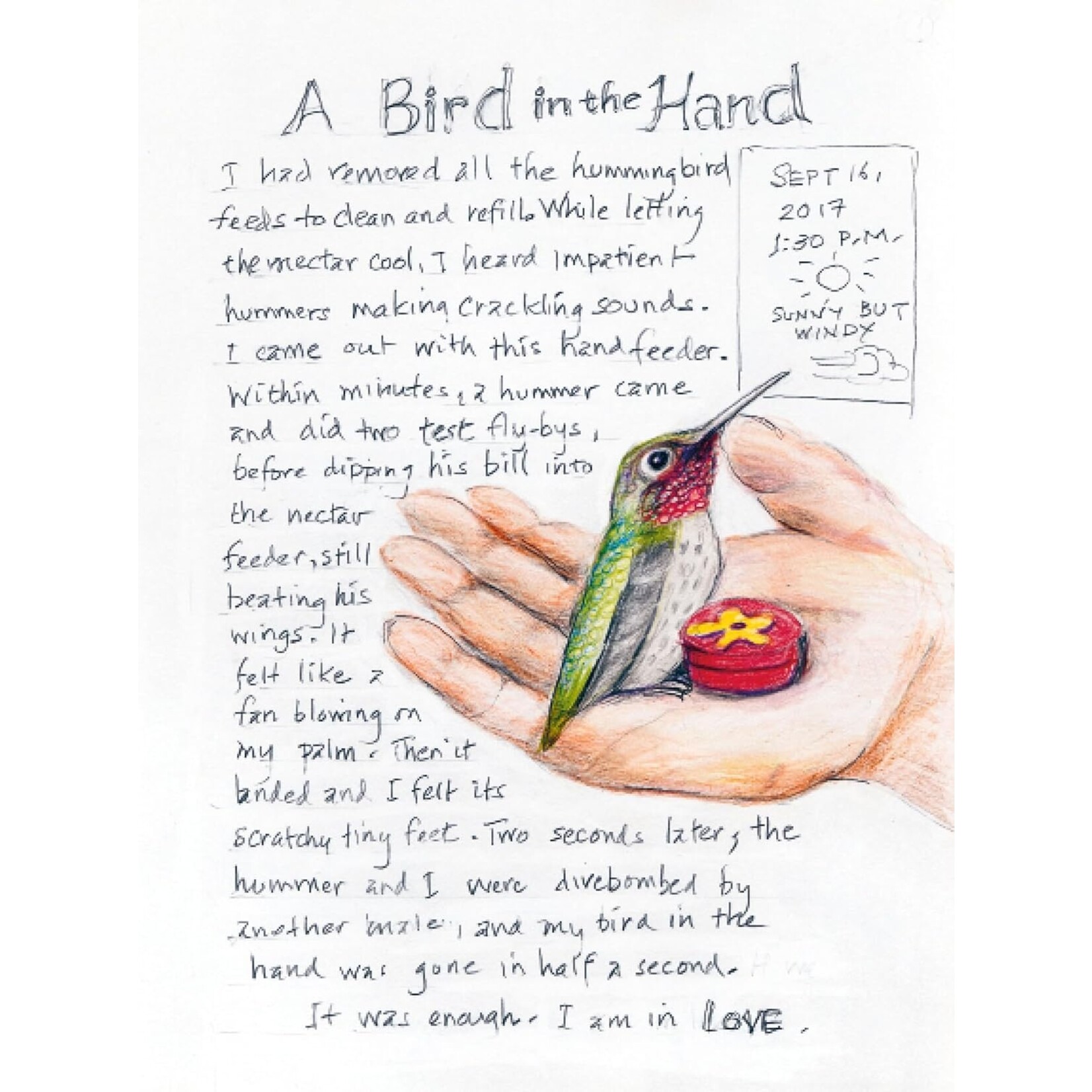 The Backyard Bird Chronicles