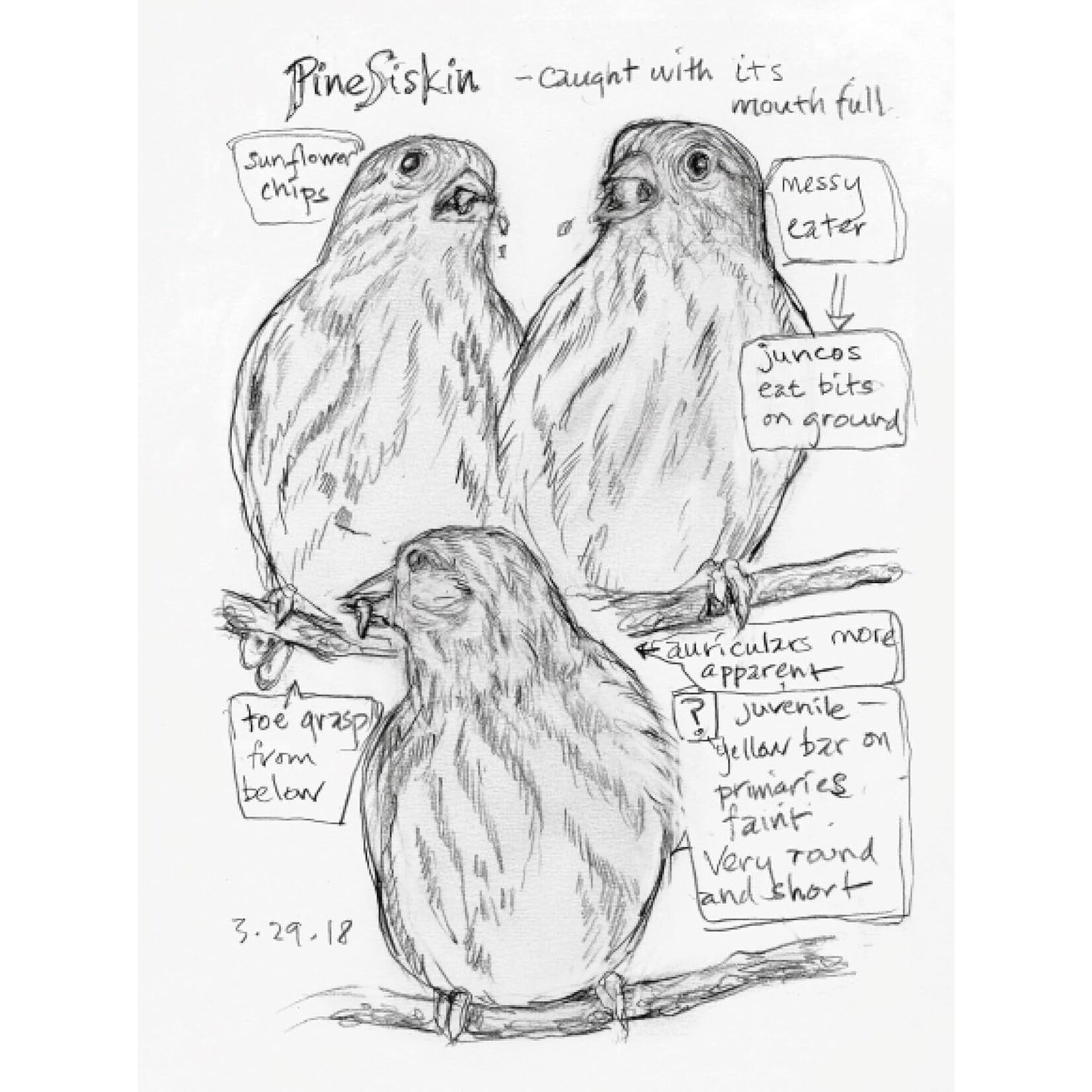 The Backyard Bird Chronicles