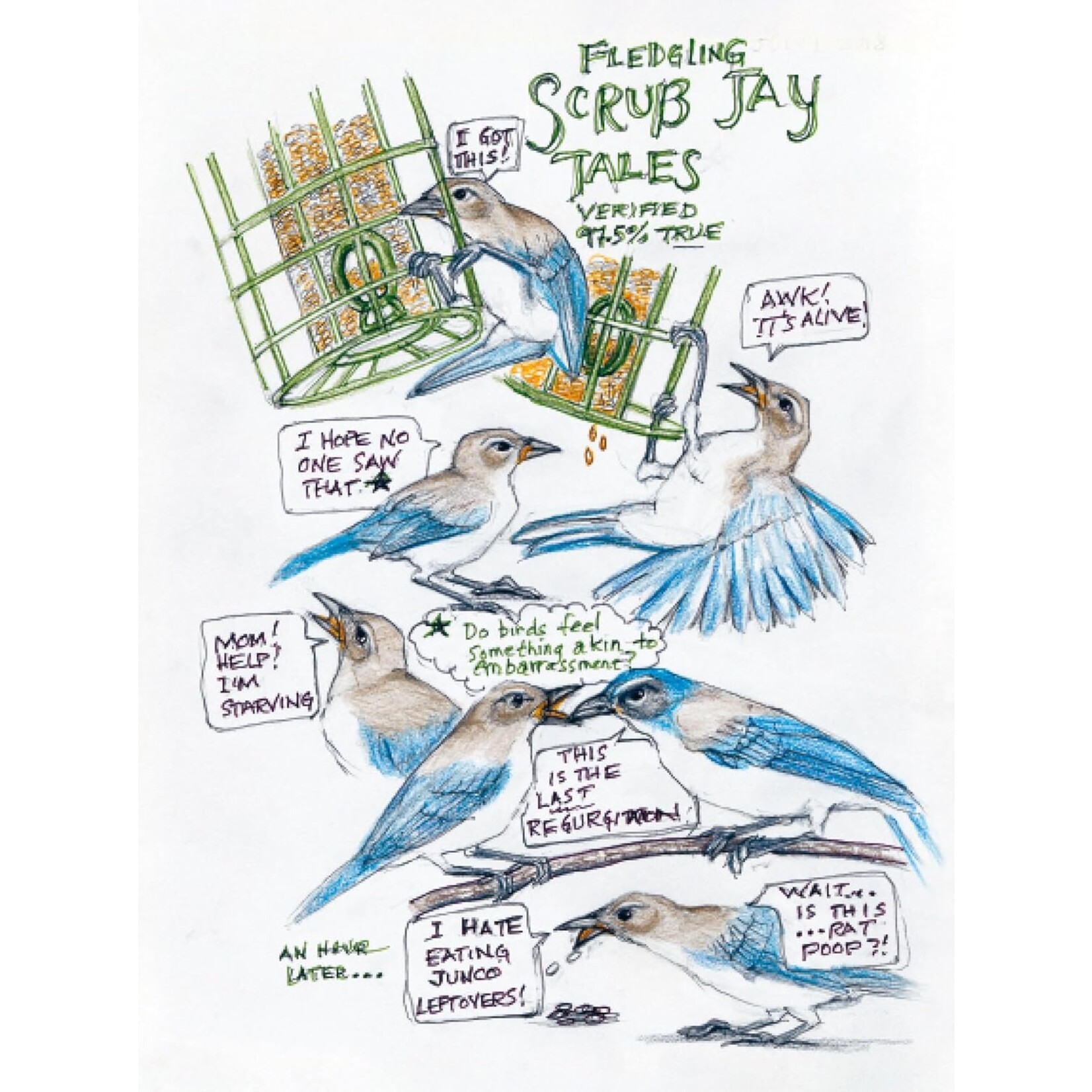 The Backyard Bird Chronicles