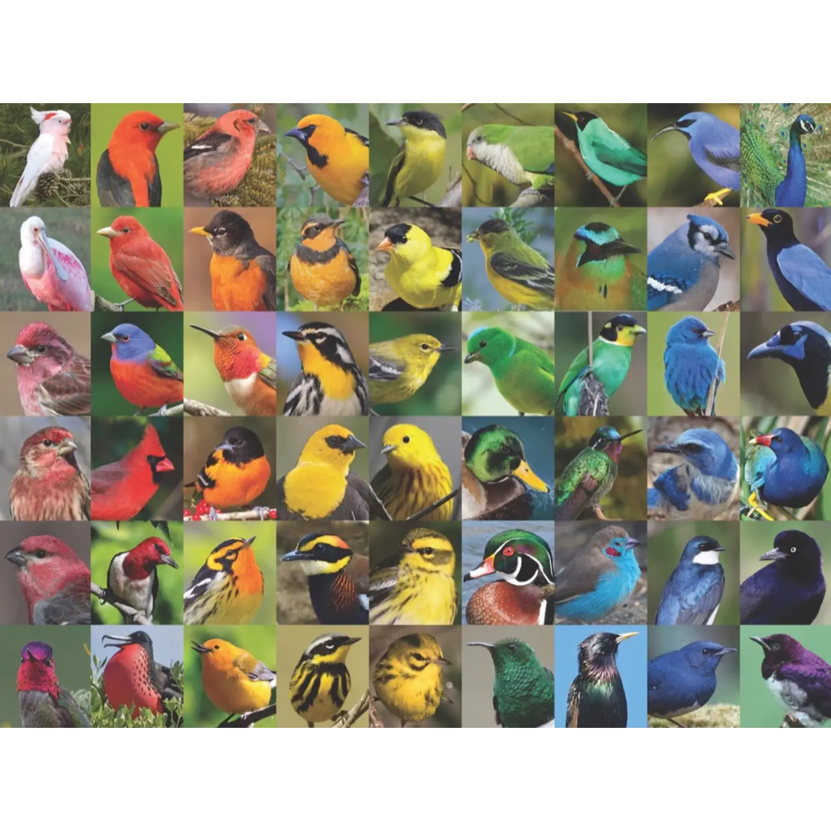 Rainbow of Birds - 1000 Piece Puzzle
