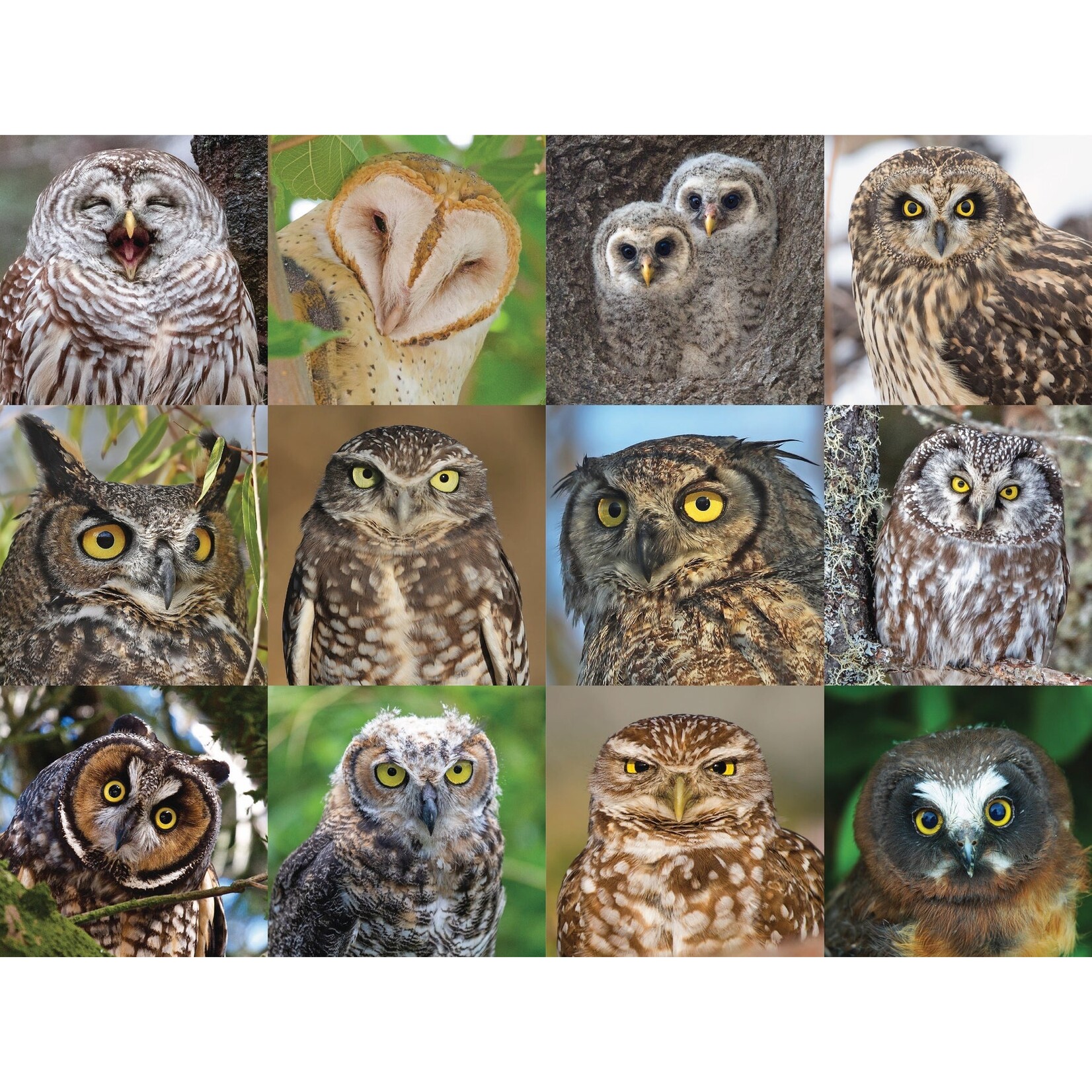 Owls and Owlets - 1000 Piece Puzzle
