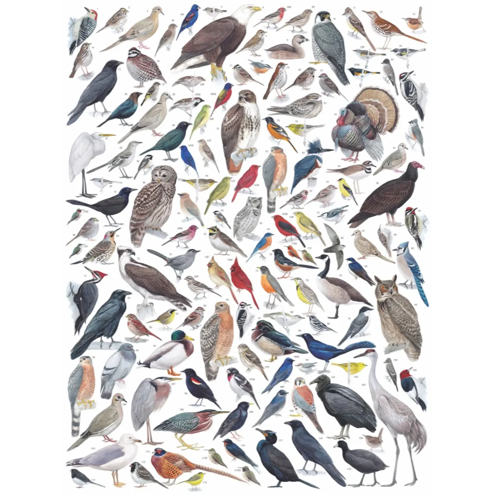Birds of Eastern/Central North America - 1000 Piece Puzzle