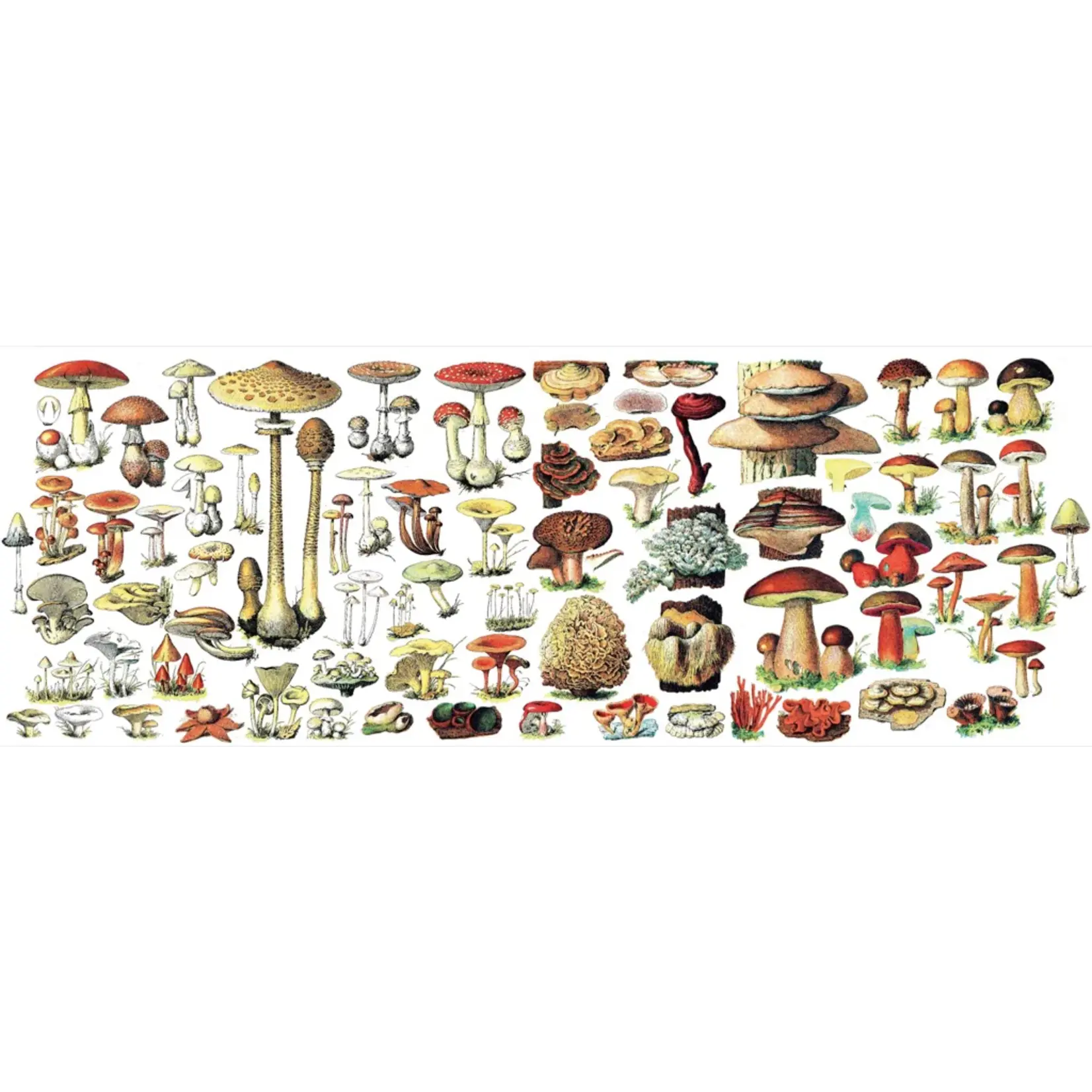 Mushrooms Mug 15oz