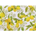Peter Pauper Press Boxed Note Cards: Amalfi Lemons