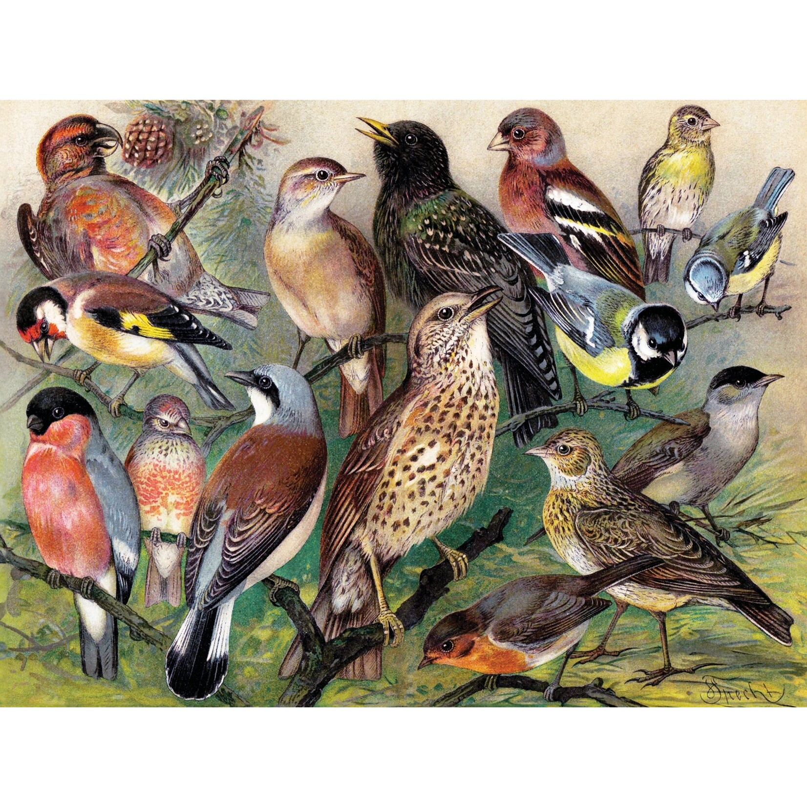 Songbirds - 1000 Piece Puzzle