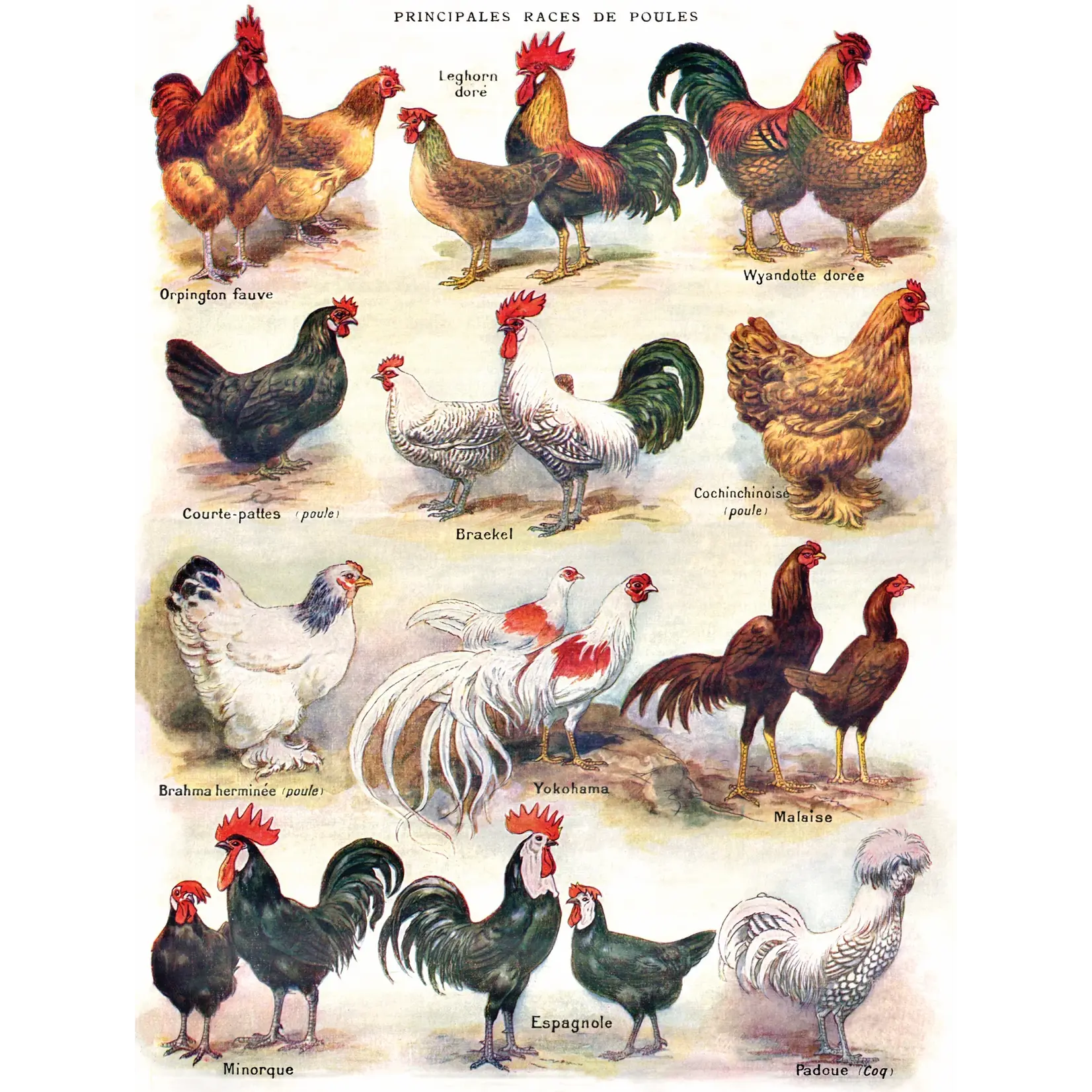 Poules ~ Poultry - 500 Piece Puzzle