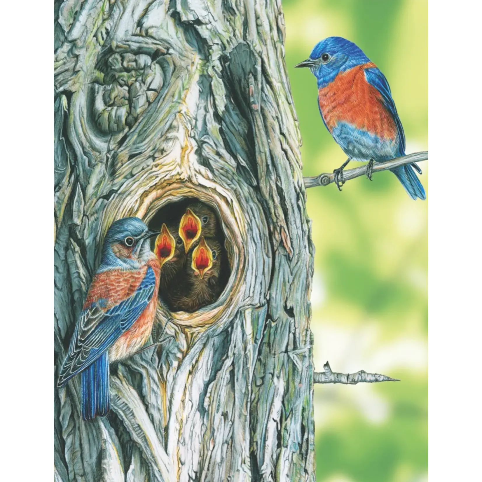Cornell Lab | Western Bluebird 100 Piece Mini Puzzle