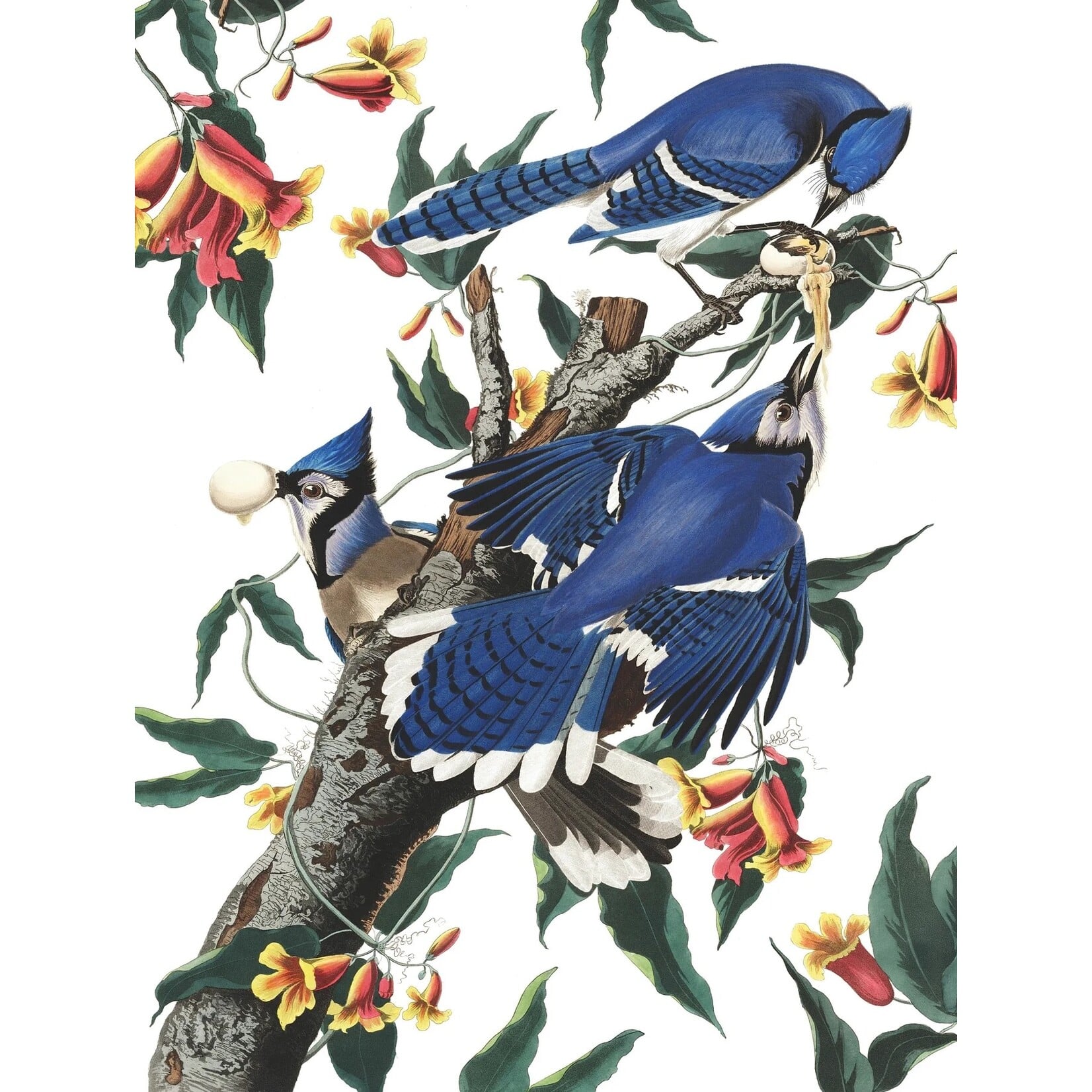 Blue Jays - 500 Piece Jigsaw Puzzle