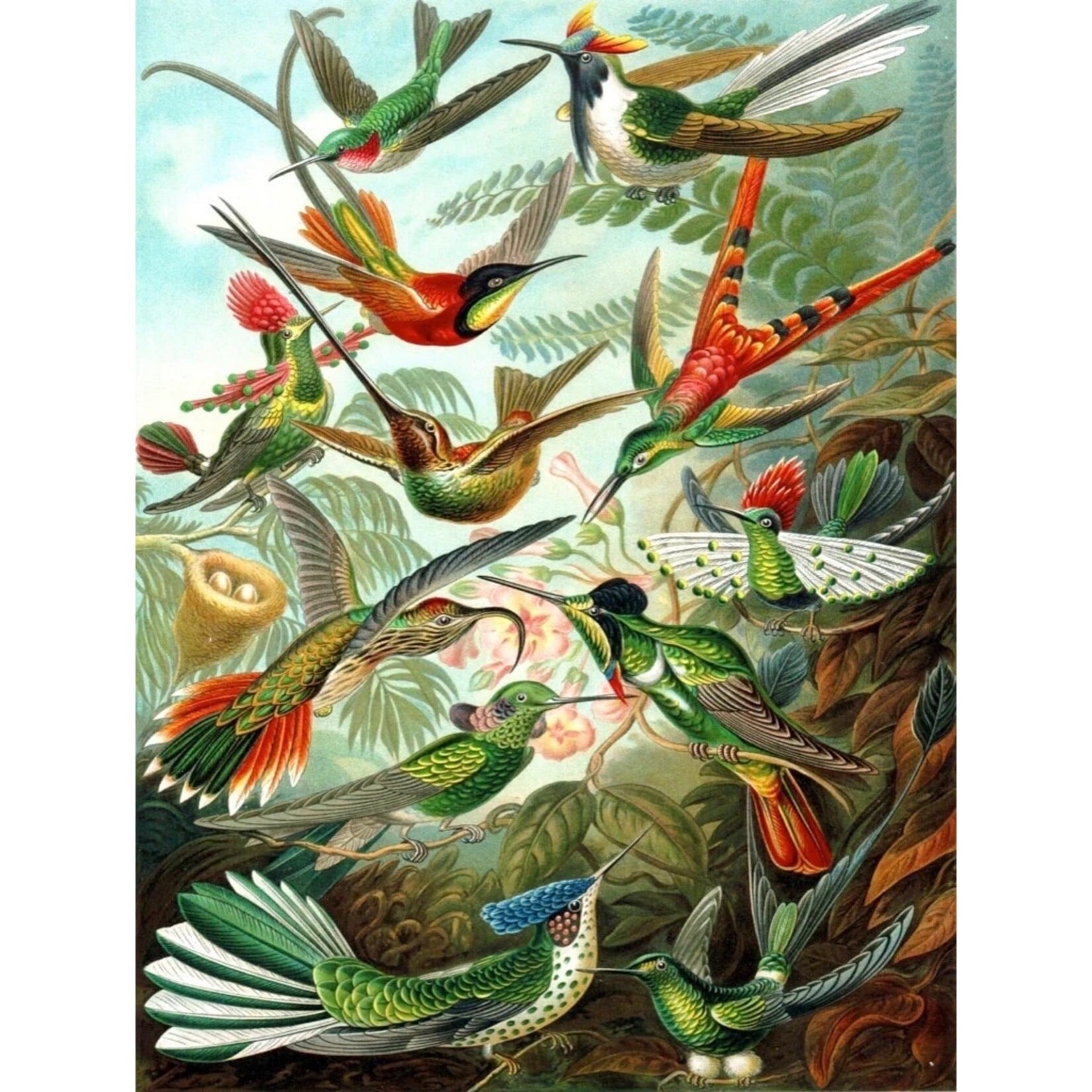 Hummingbirds - 1000 Piece Jigsaw Puzzle