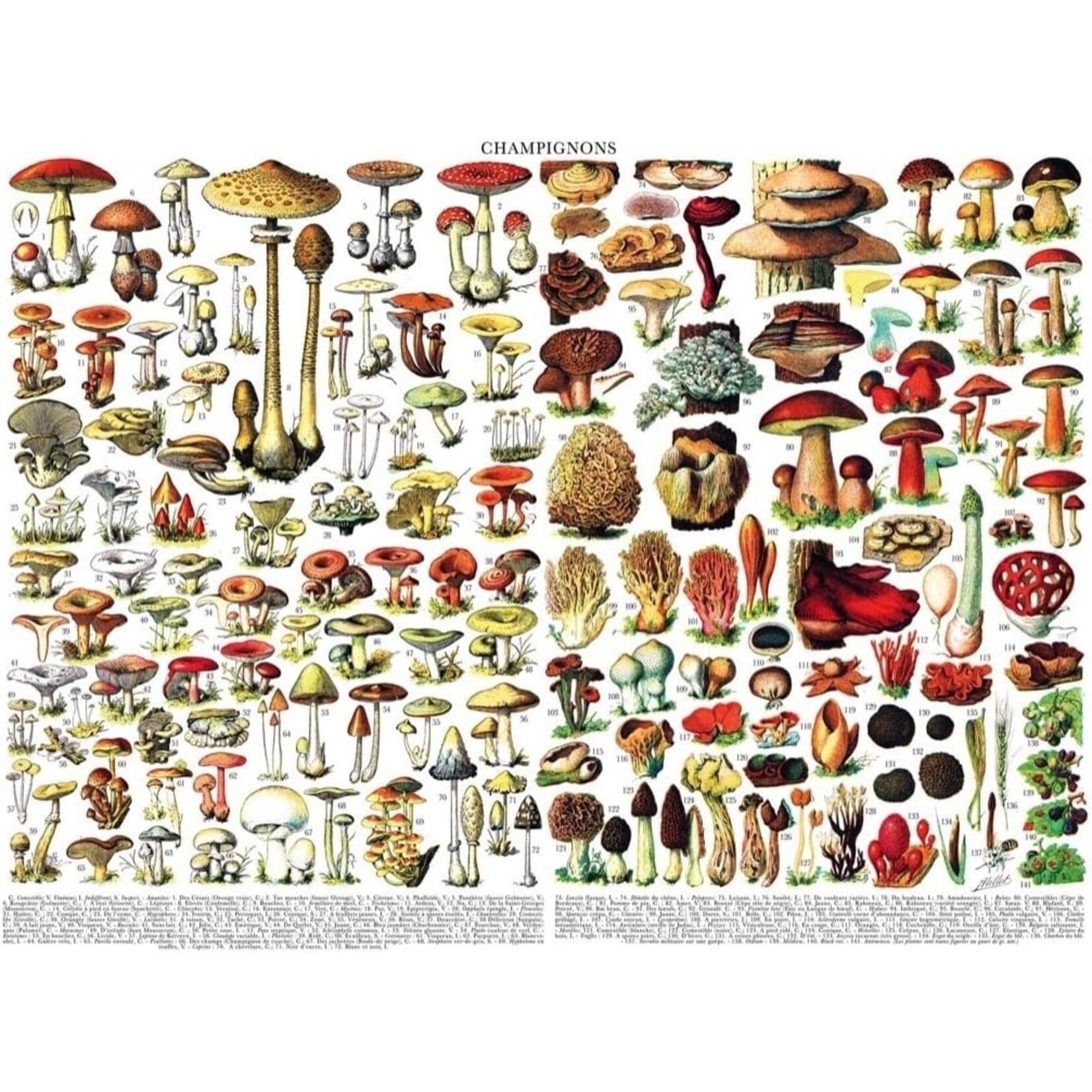 Mushrooms ~ Champignons - 1000 Piece Jigsaw Puzzle