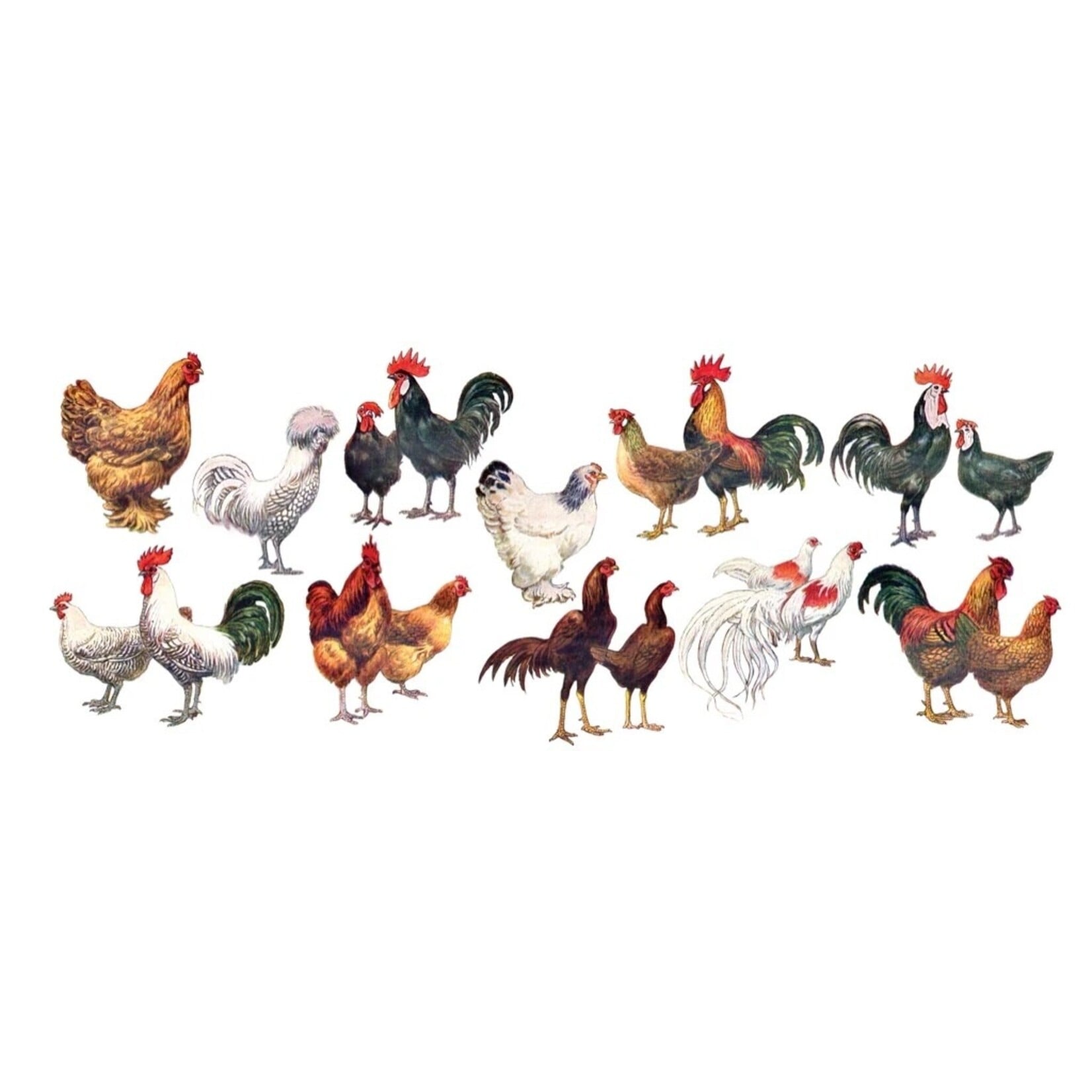 Chickens ~ Poules Mug 15oz