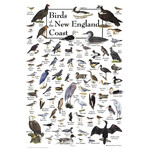 Birds of the New England Coast 550 Piece Puzzle