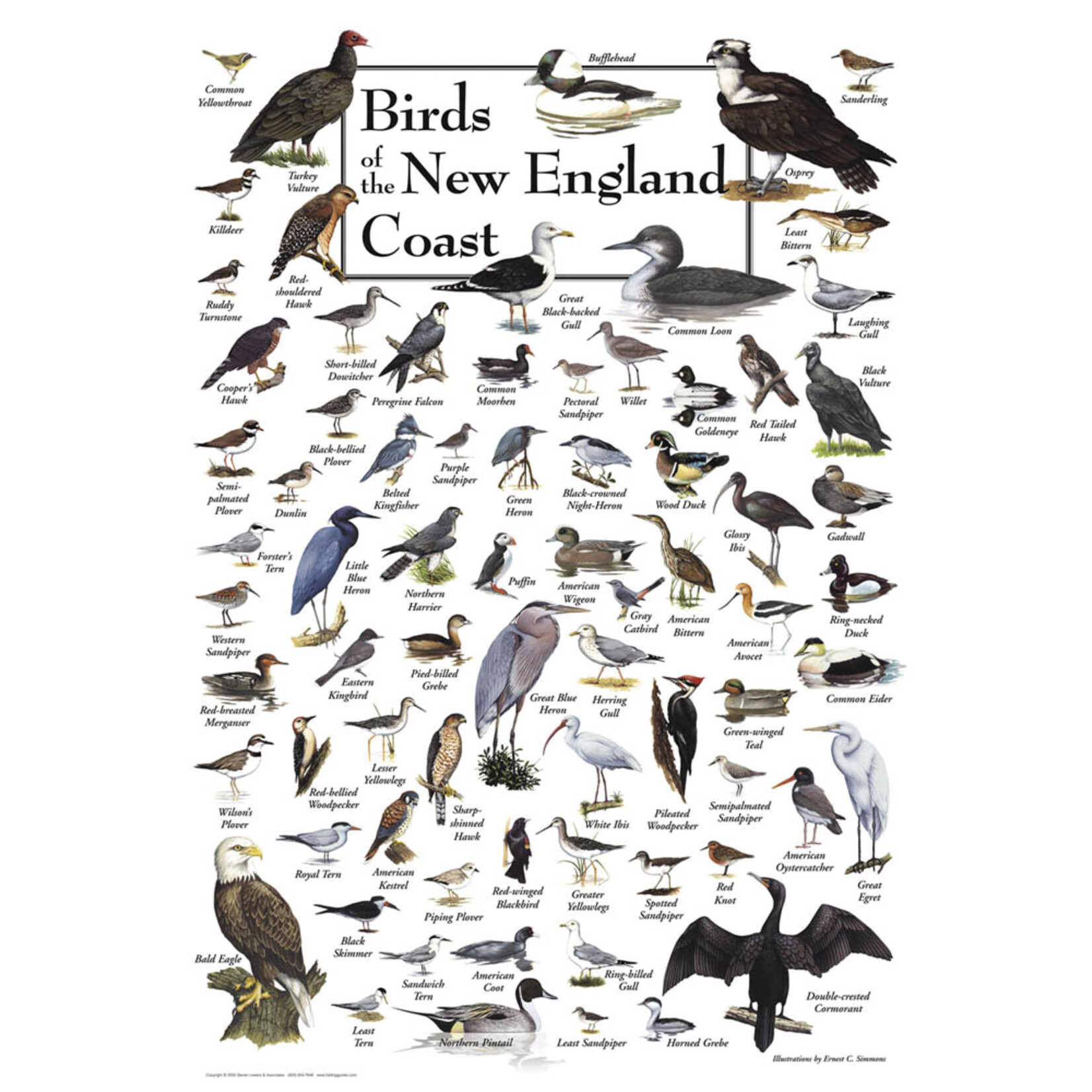 Birds of the New England Coast 550 Piece Puzzle
