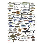 Fishes of the New England Coast 550 Piece Puzzle