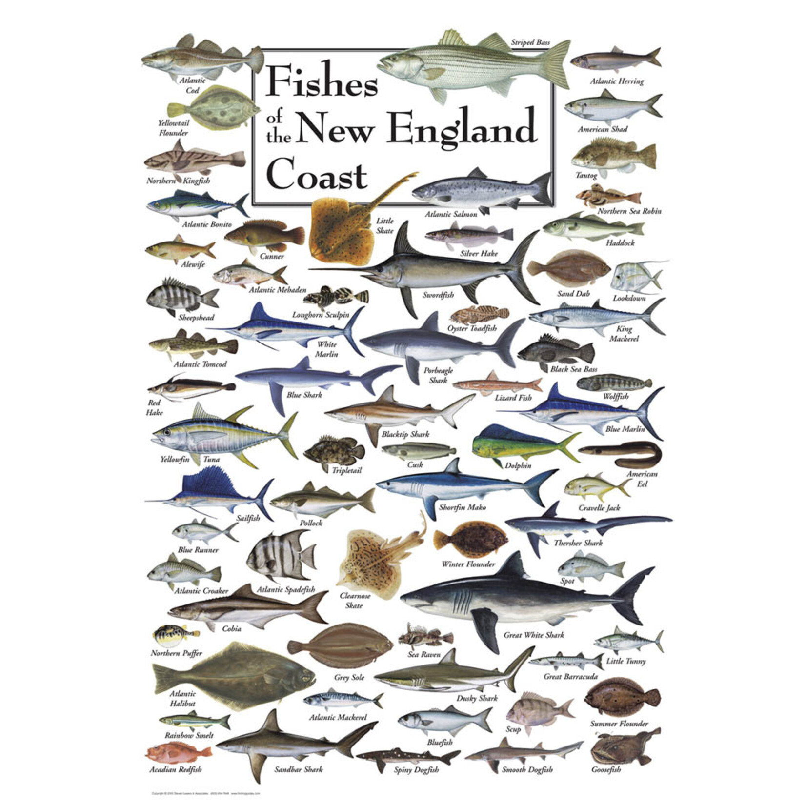 Fishes of the New England Coast 550 Piece Puzzle