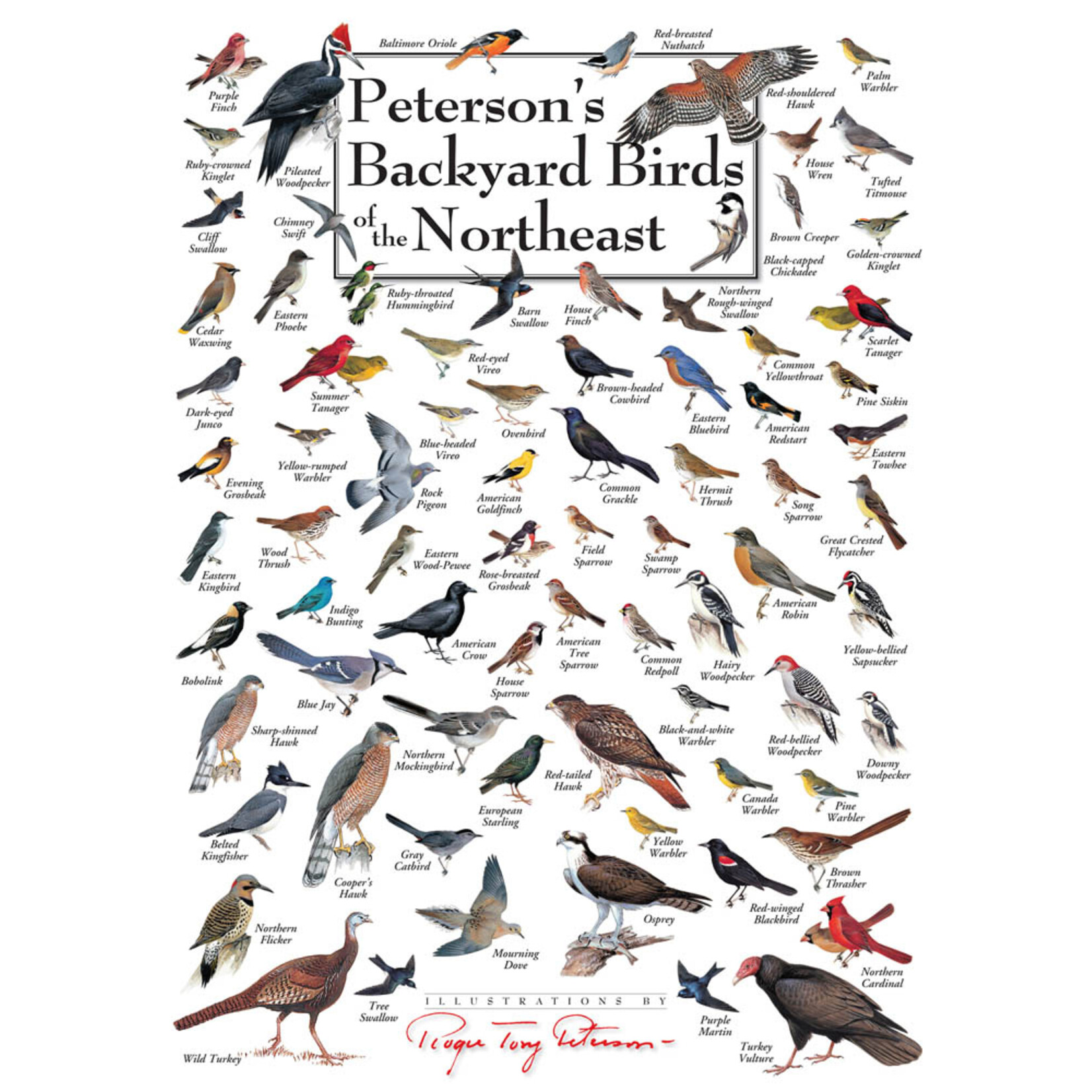Peterson's Backyard Birds of the Northeast 550 Piece Puzzle