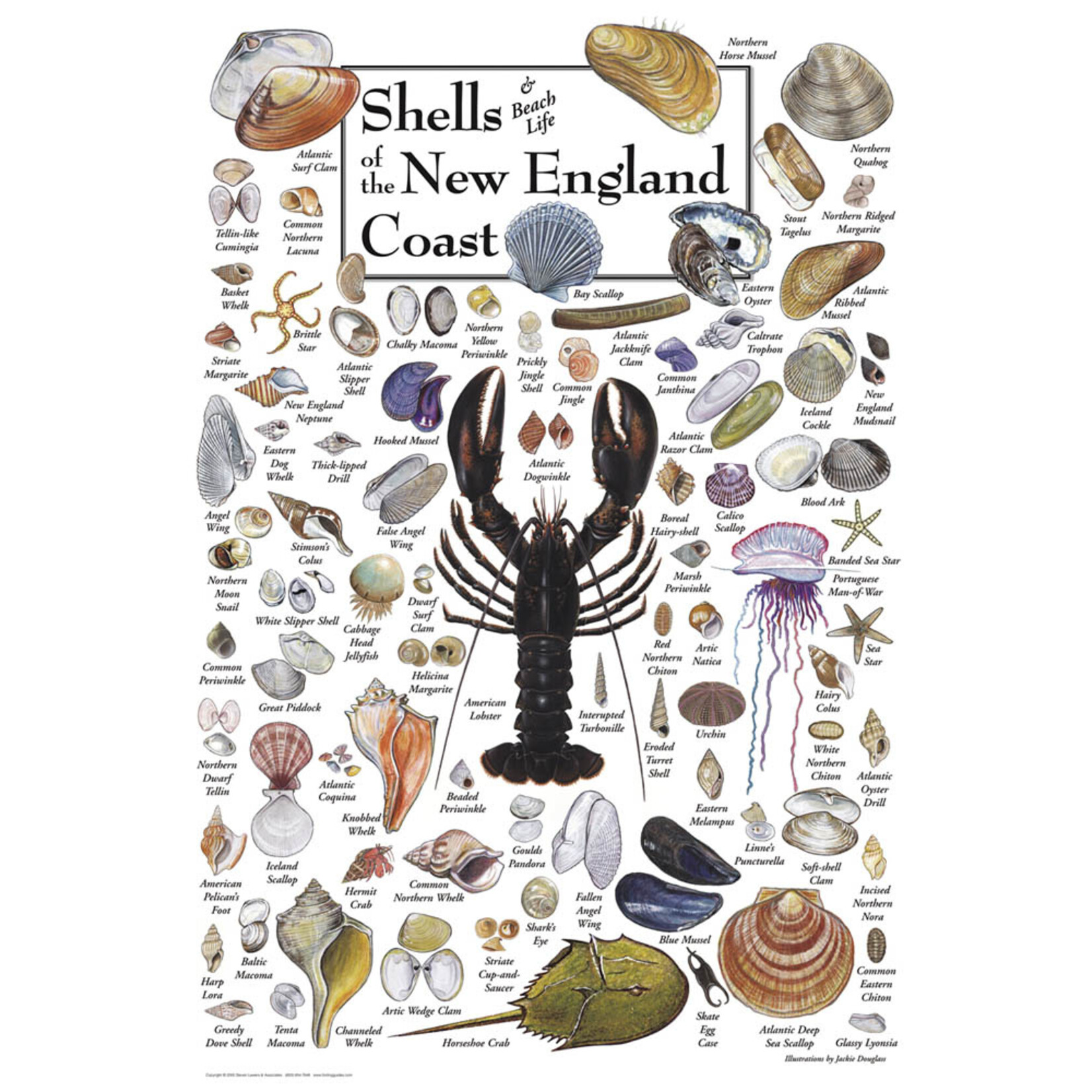 Shells of the New England Coast 550 Piece Puzzle