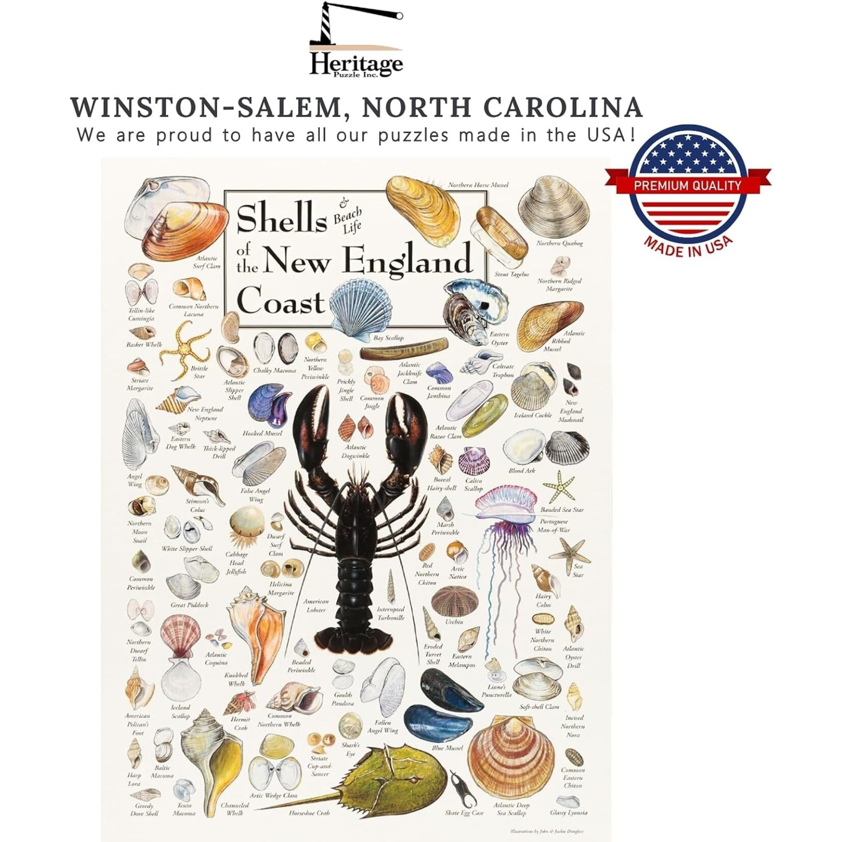 Shells of the New England Coast 550 Piece Puzzle