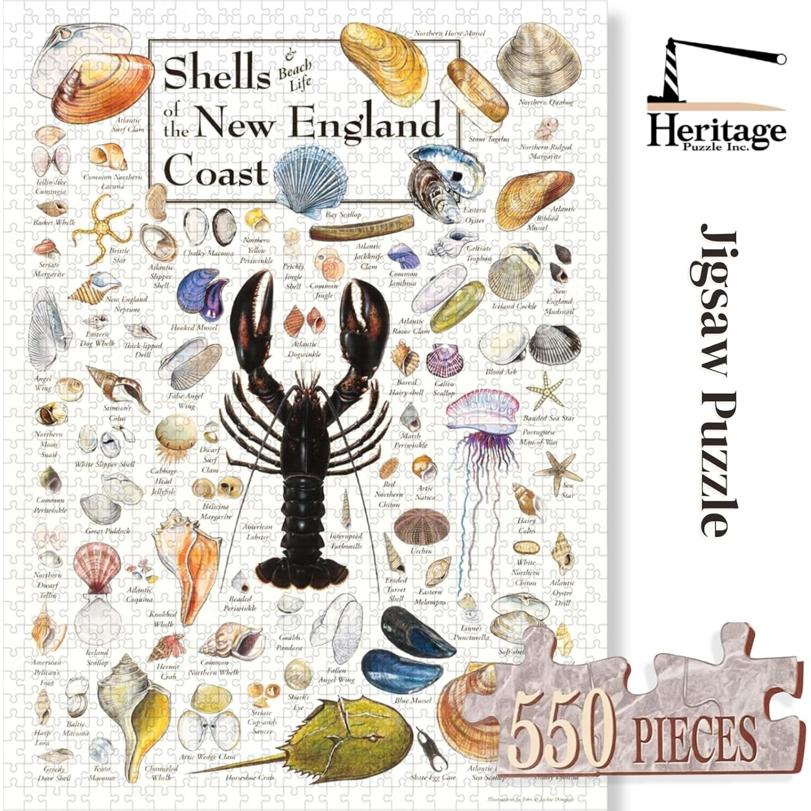 Shells of the New England Coast 550 Piece Puzzle