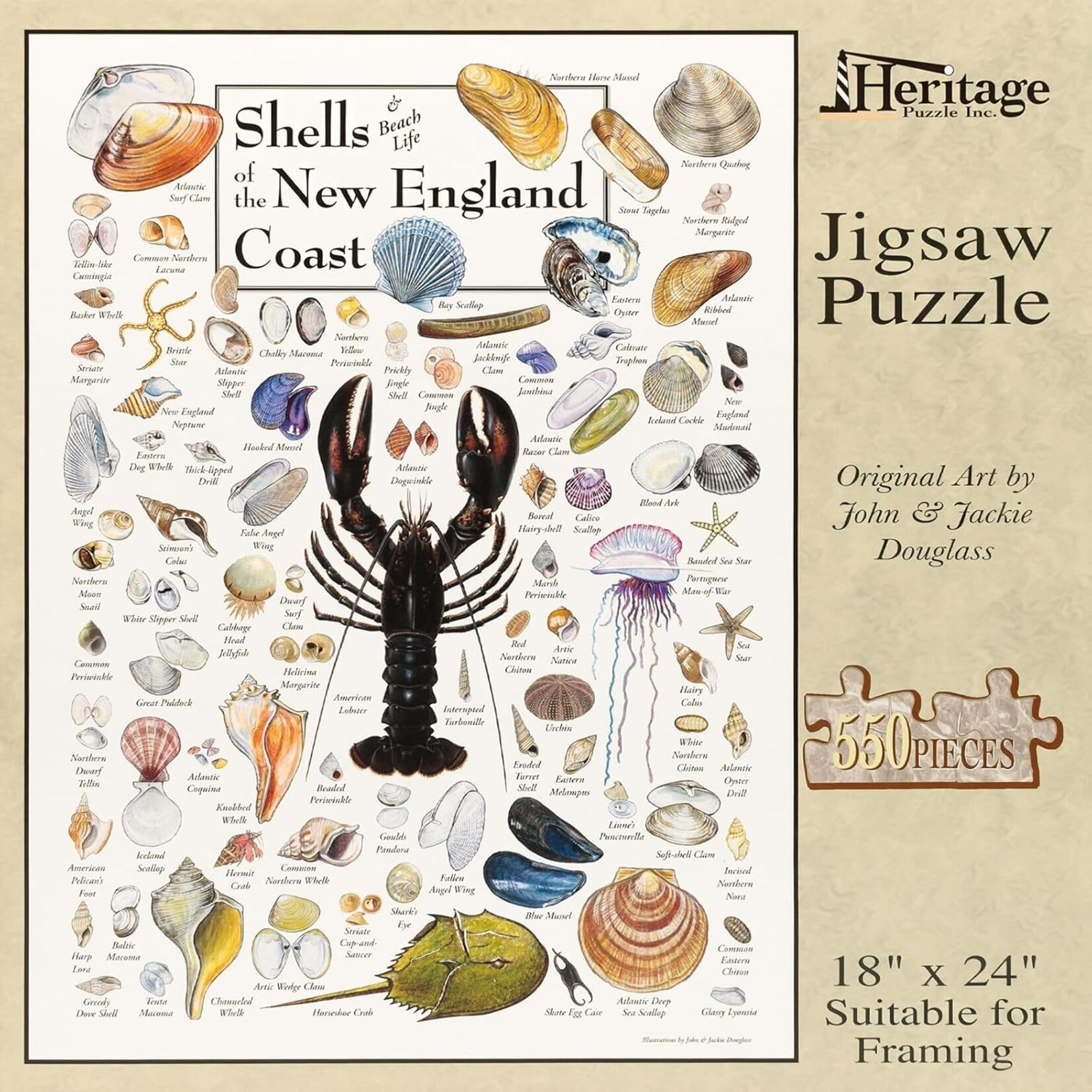 Shells of the New England Coast 550 Piece Puzzle