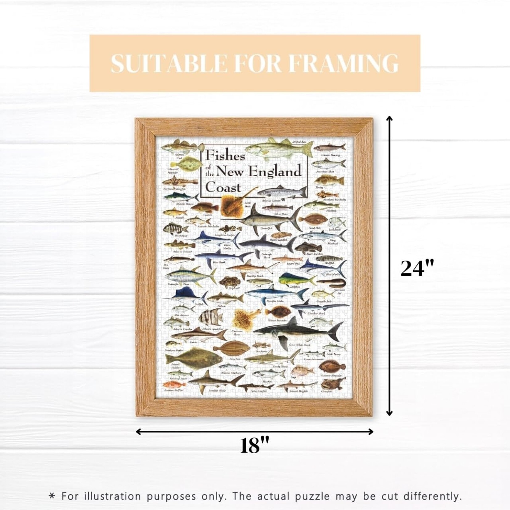 Fishes of the New England Coast 550 Piece Puzzle