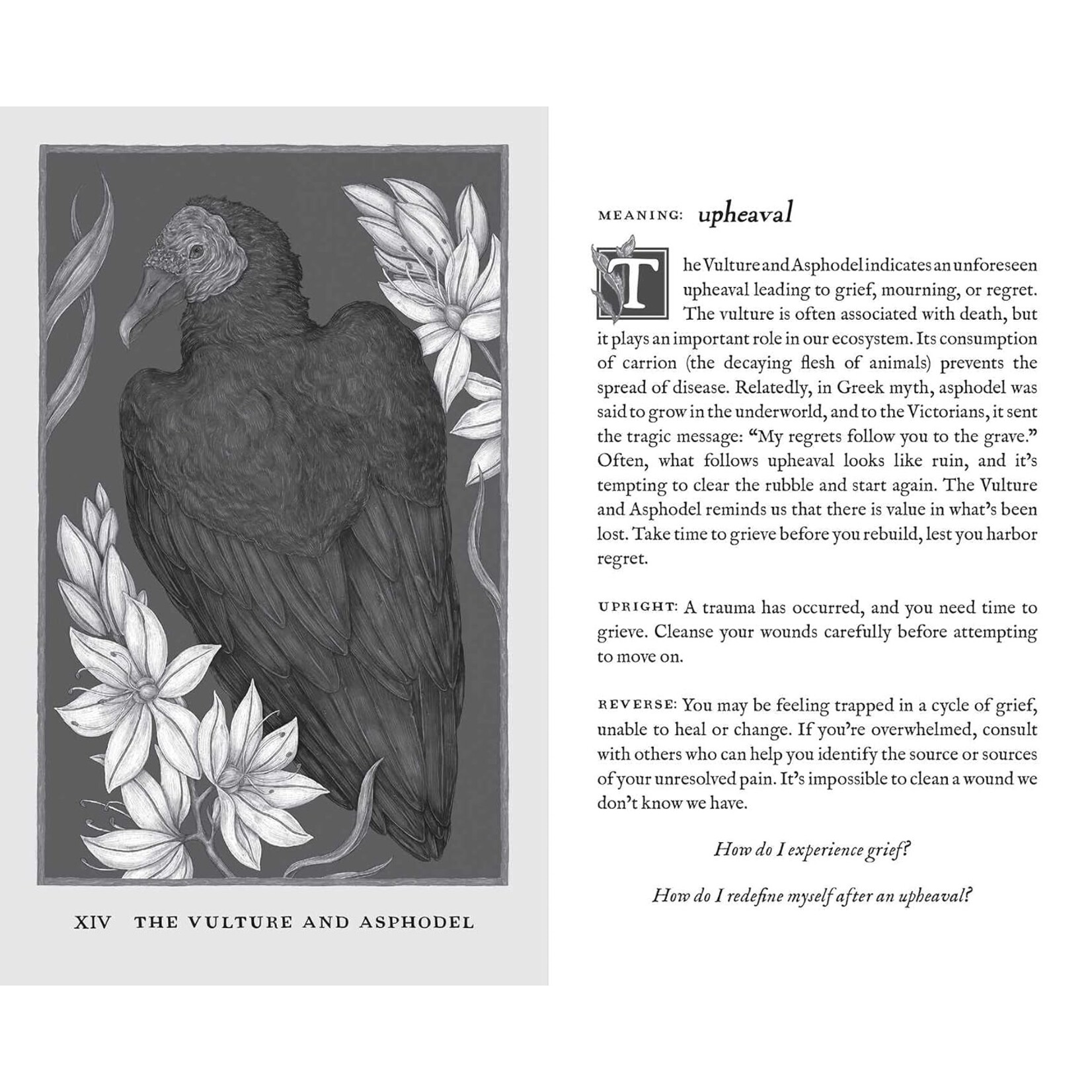 Woodland Wardens: 52-Card Oracle Deck & Guidebook