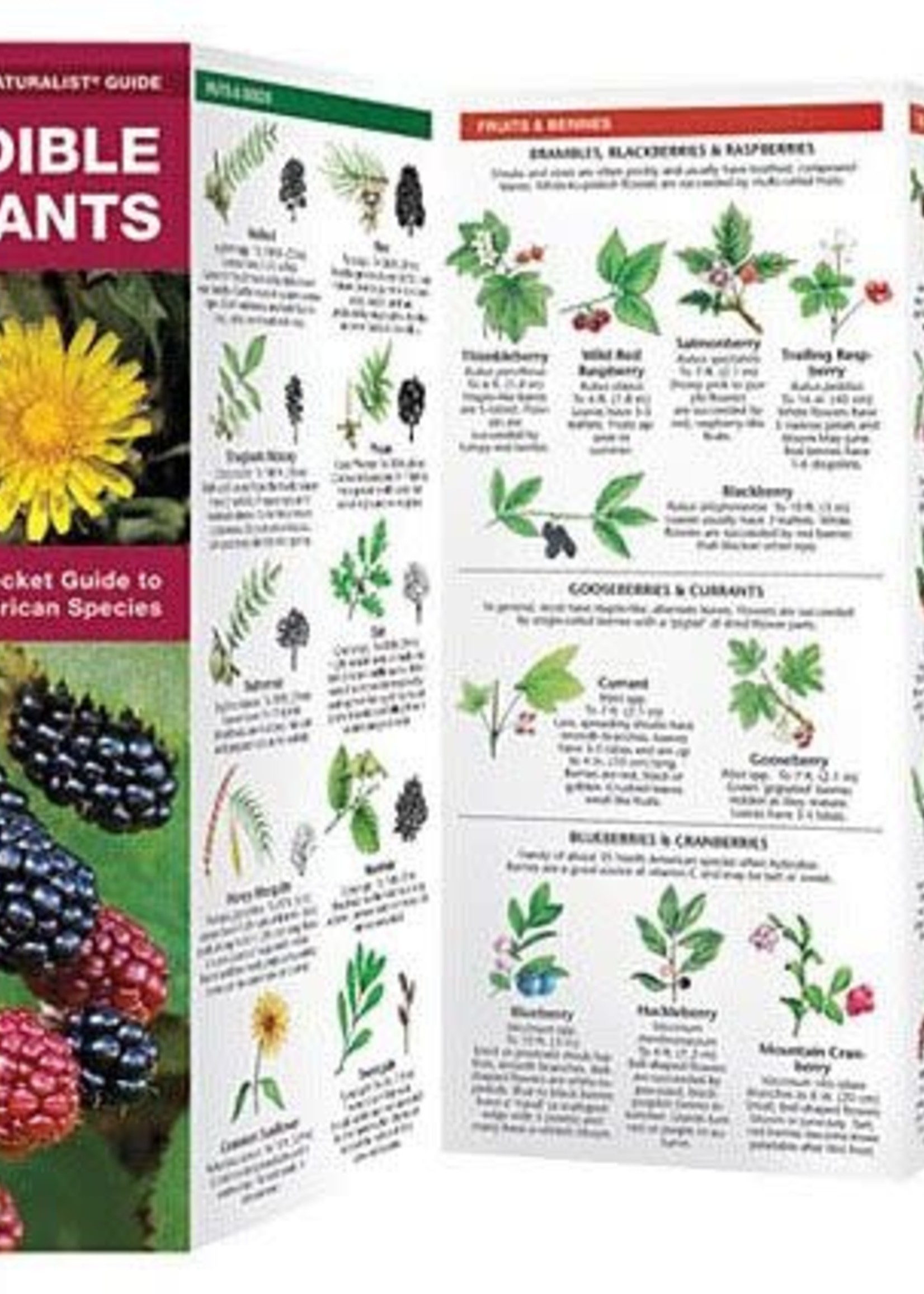 Edible Wild Plants