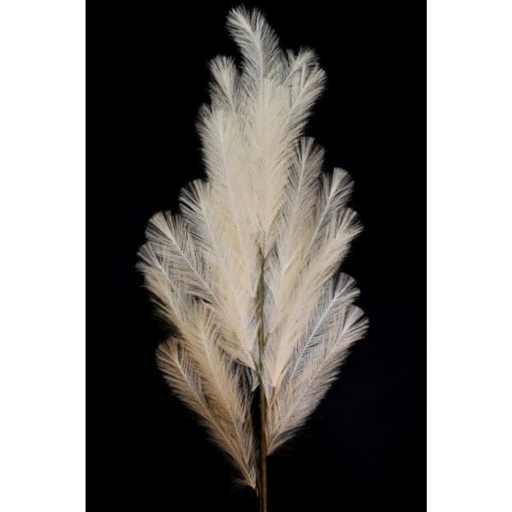 NATURAL SYNTHETIC FEATHER BRANCH 46 - Southern Accents MS