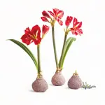 LET 'EM BLOOM LAVENDER SEED AMARYLLIS BULB (RED/WHITE FLOWER)