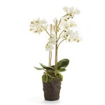 PHALAENOPSIS SMALL ORCHID DROP IN 20