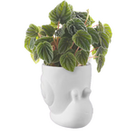 Snailed It Container