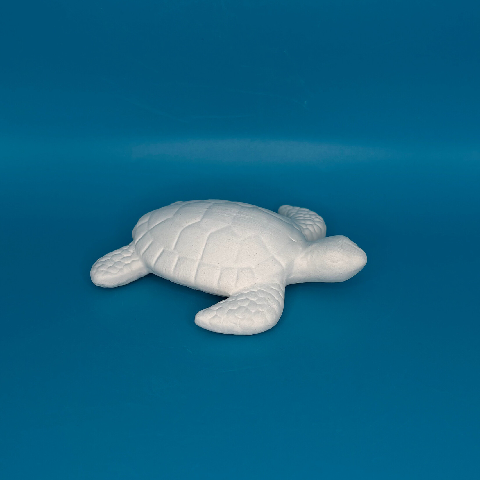 Sea turtle Steve