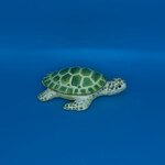 Sea turtle Steve