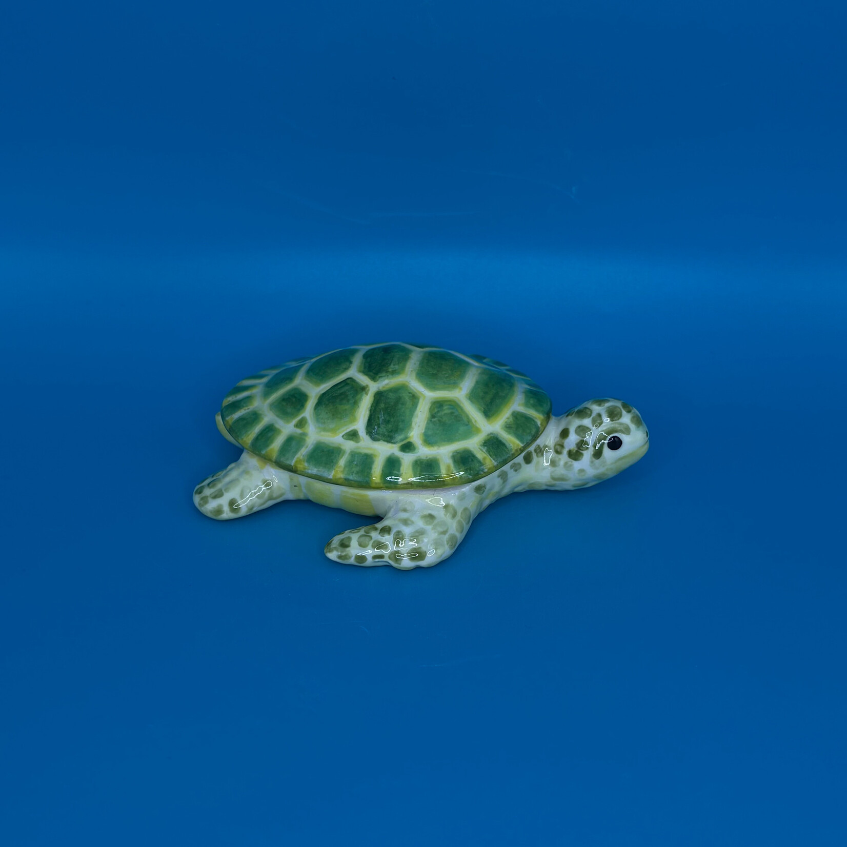 Sea turtle Steve