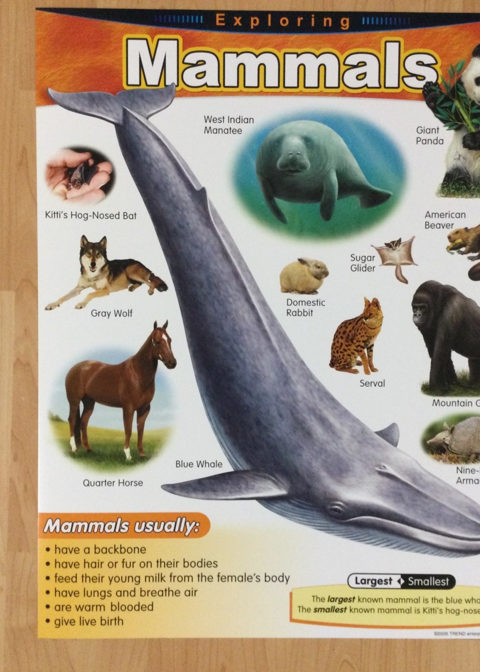 Mammals Chart - School Spot