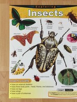 Insects Chart